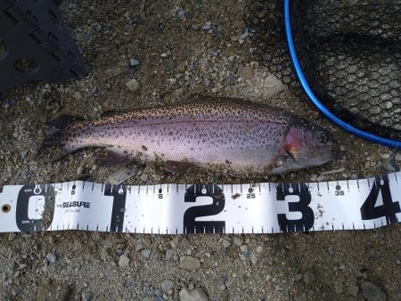 ミノーイングの威力を体感